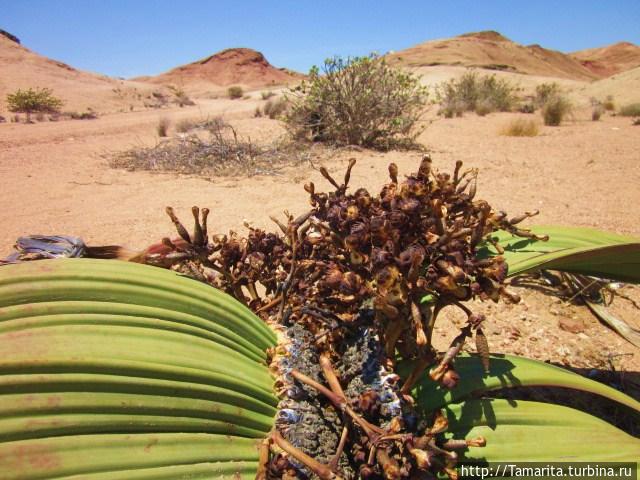 Вельвичия, женский цветок. Свакопмунд, Намибия