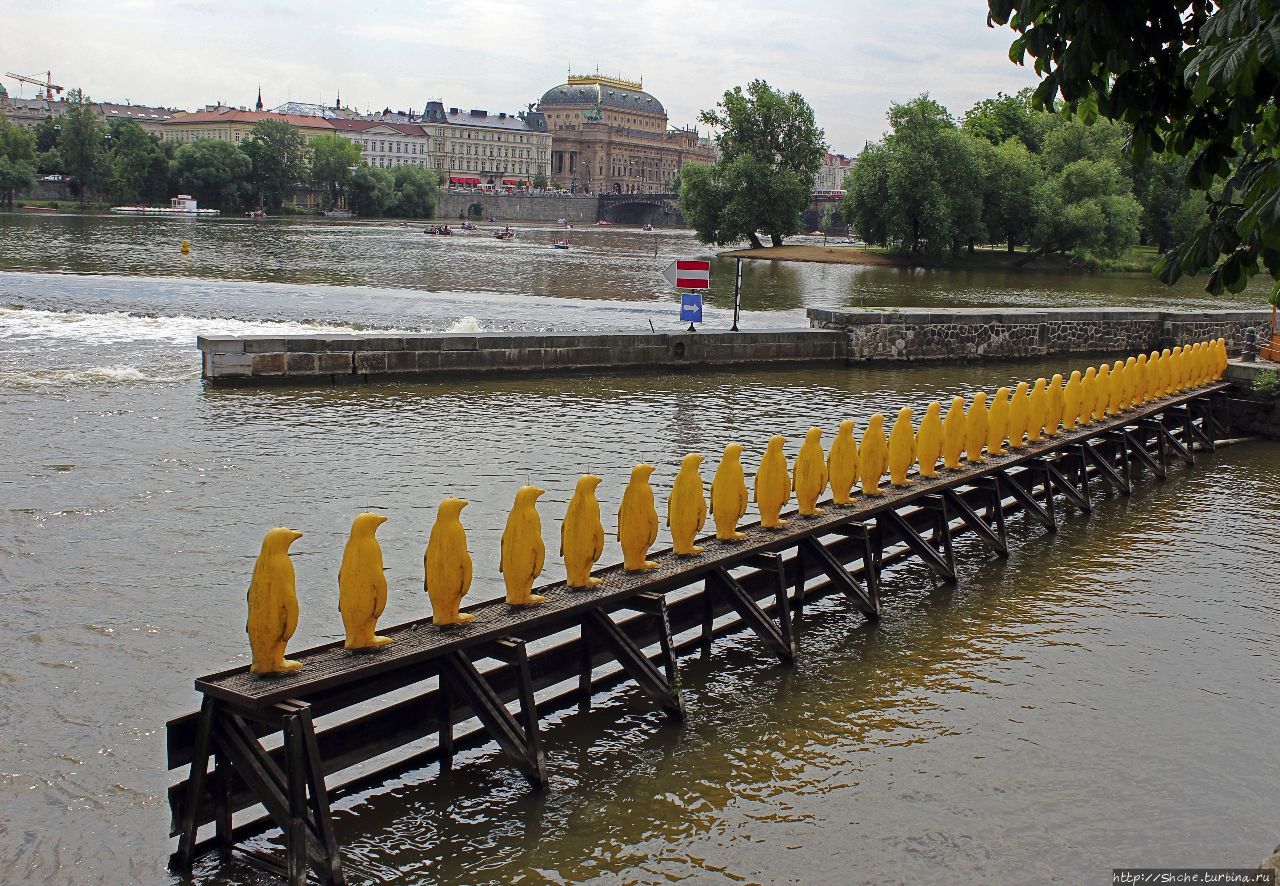 Марш пингвинов через Влтаву Прага, Чехия