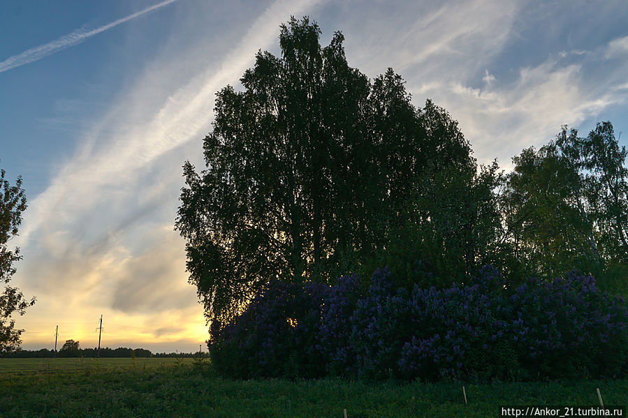 Сиреневый туман Кировская область, Россия