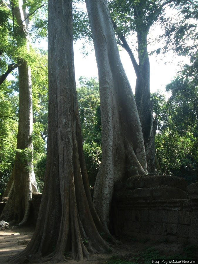 7. Над небольшой по высоте четвертой стеной высятся удивительные гиганты деревья. Ангкор (столица государства кхмеров), Камбоджа