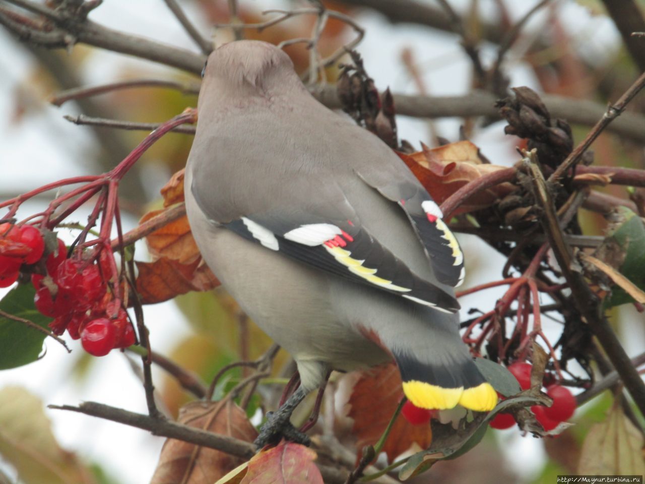 Прилетели свиристели. На калину сели. 