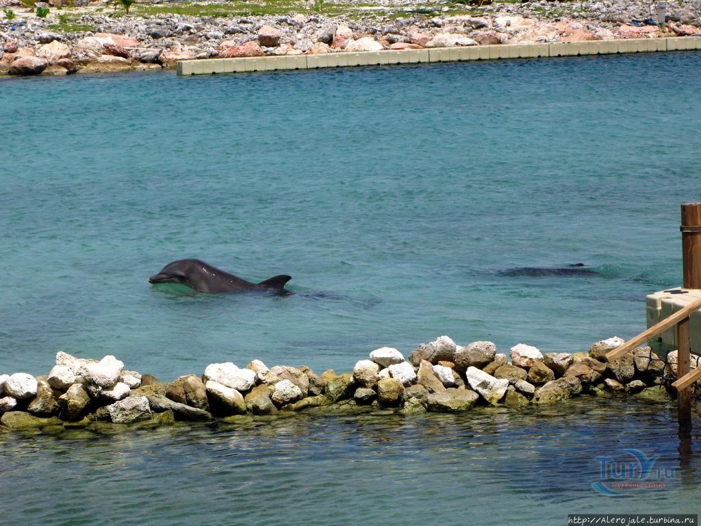 С дельфинами крылатыми Монтего-Бей, Ямайка