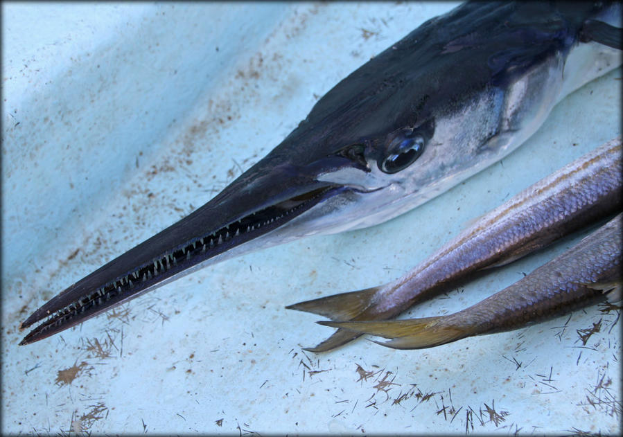Рыбалка в заливе Таджура