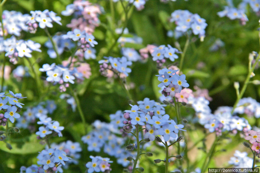 Не забудь меня, Незабудка... Калужская область, Россия