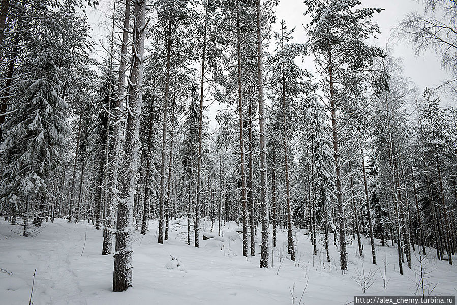 Финские суровые северные леса и природа