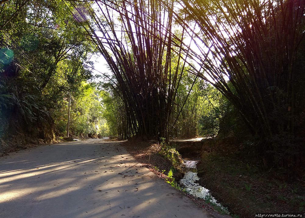 Бамбуковый лес, жилой тулоу, щедрые китайцы Провинция Гуандун, Китай