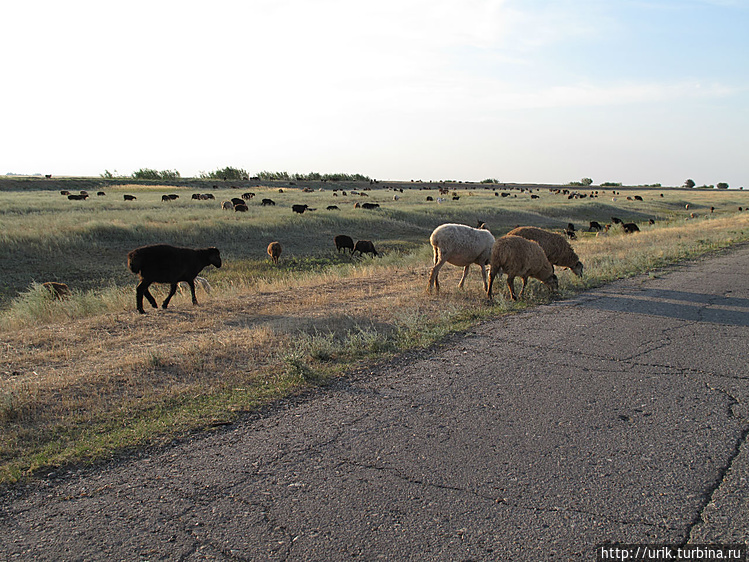Пасутся стада овец, иногд