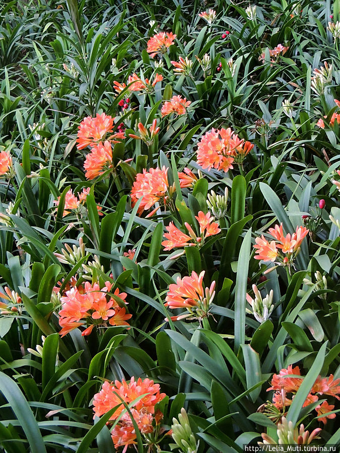 Цветочные сны... Фуншал, Португалия