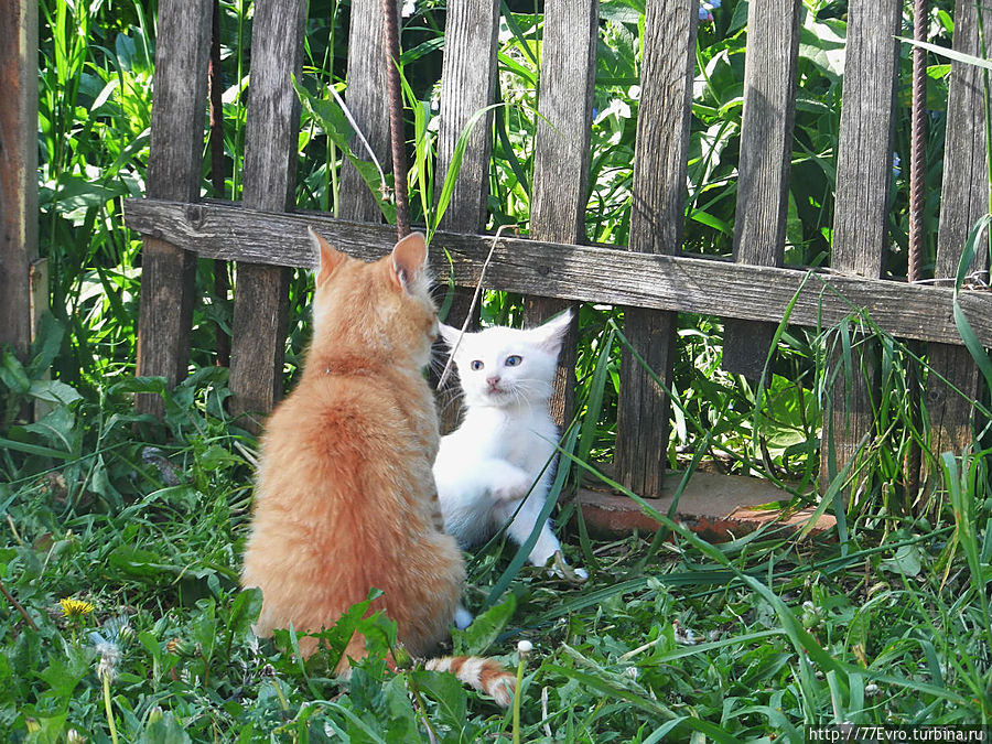 Неожиданная встреча