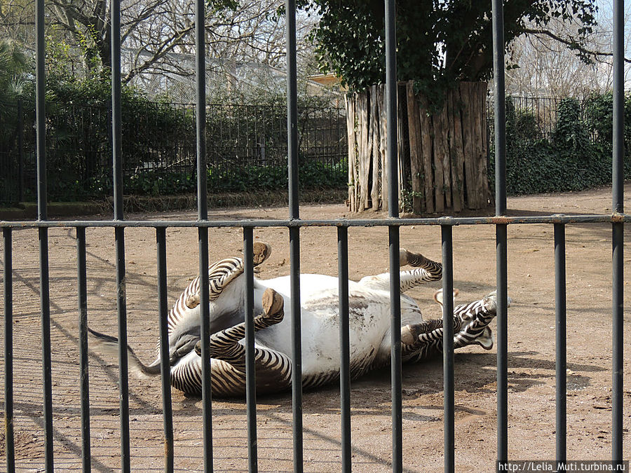 была зебра черно-белая, будет коричневой.... Рим, Италия