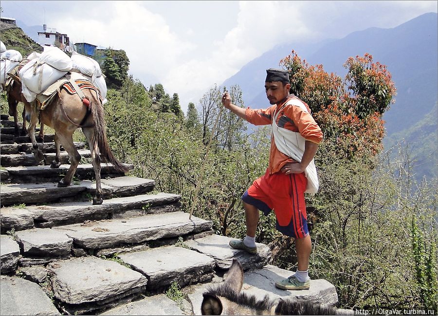 Перегонщик. Доставляют здесь товар из одной деревни в другую вот таким старым способом, навьючив осликов или мулов доверху Чомронг, Непал