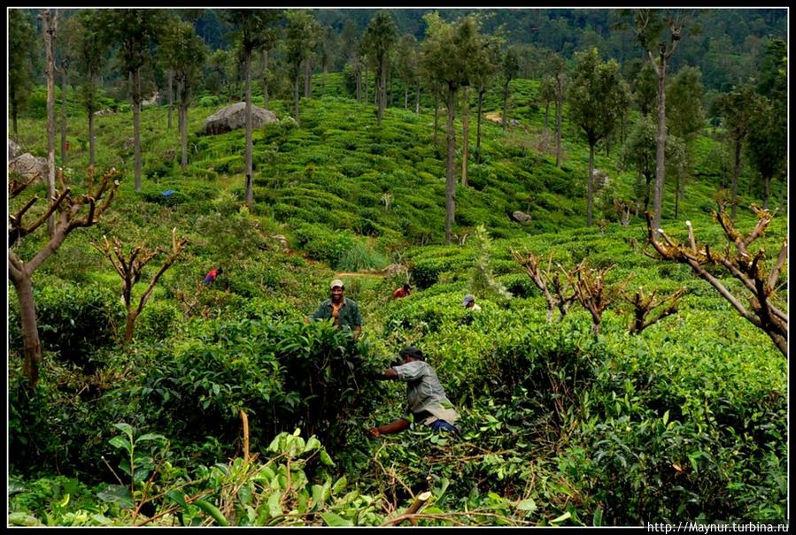 Идет  подрезка  чайных  кустов  и  деревьев.  Это  делается  для  того,  чтобы  кусты  не  превращались  в  деревья   и,  главное,  после  подрезки  на  кустах  появляются  нежные  листочки,  которые  и   идут  на  производство  чая. Нувара Элия, Шри-Ланка