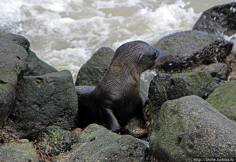 Котенок, нет, скорее львенок галапагосский Остров Санта-Фе, Эквадор