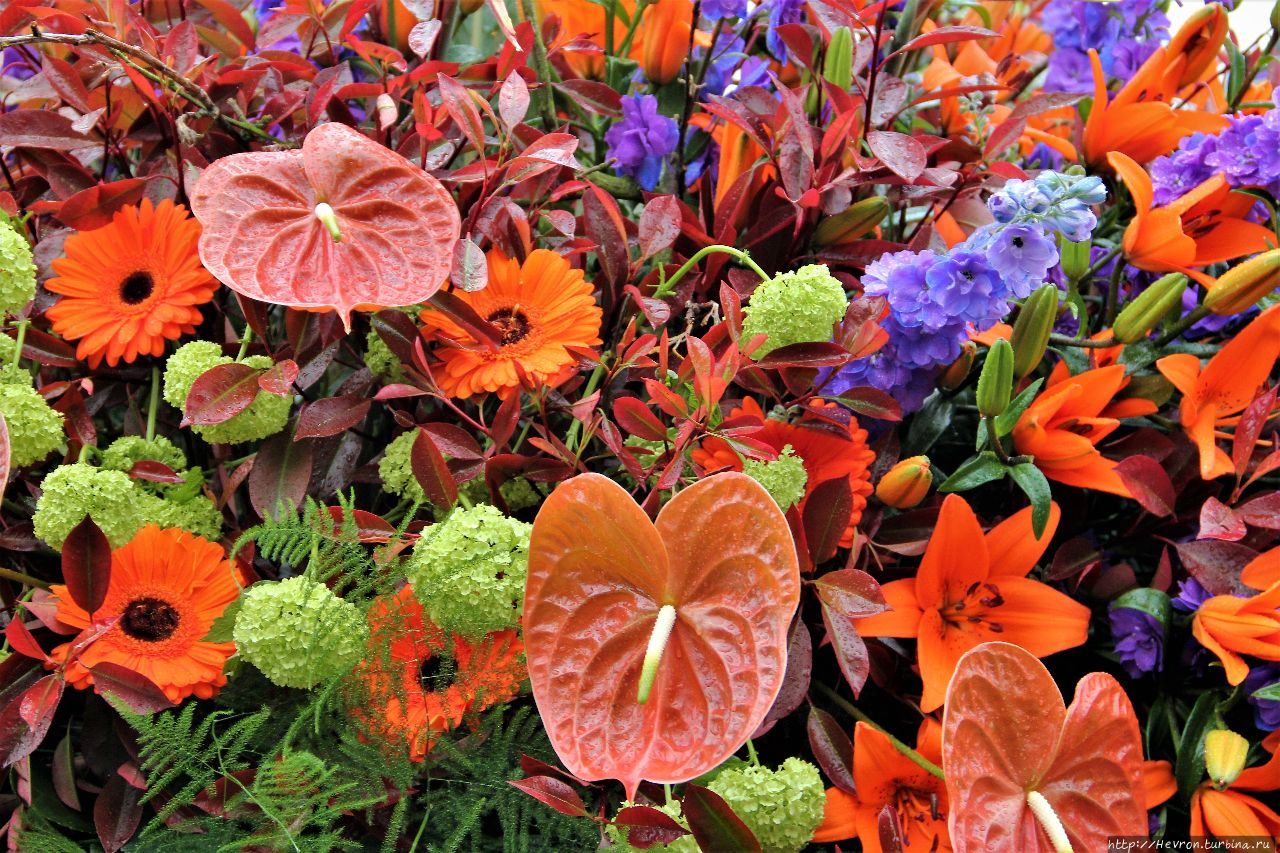 Цветы 2017. Разнообразные цветы. Вднх цветы. Выставка цветов. Много букетов цветов.