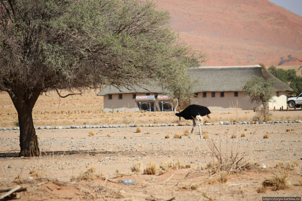 По территории бегают страусы, людей боятся, машин — нет Парк Намиб-Науклуфт, Намибия