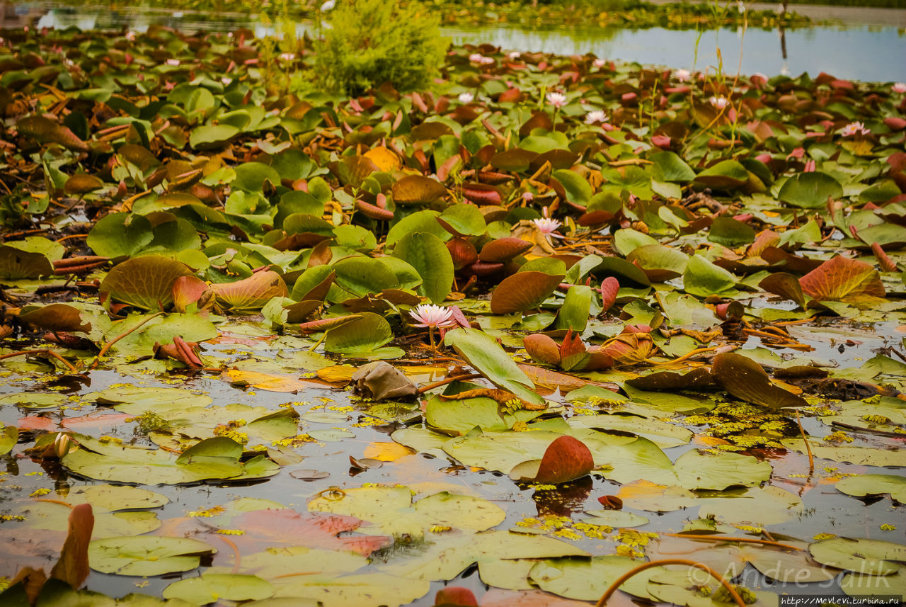 Волшебные лотосы озера Дал на рассвете Шринагар, Индия