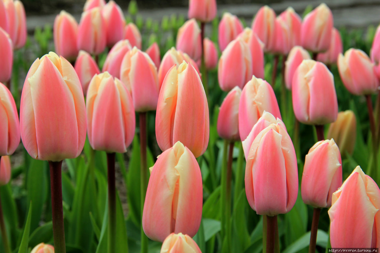 Фестиваль тюльпанов Крейл, Нидерланды