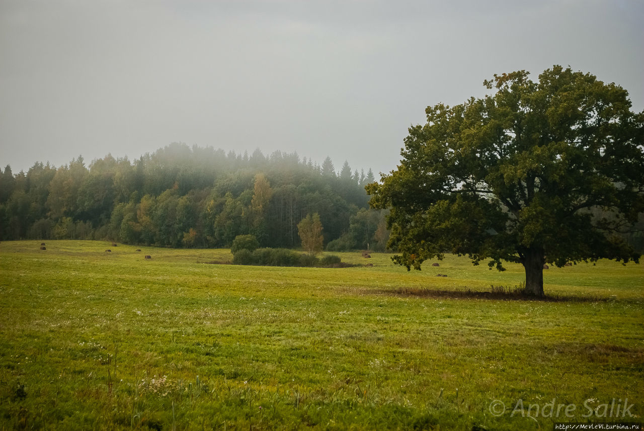 В лесу до рассвета Сигулда, Латвия