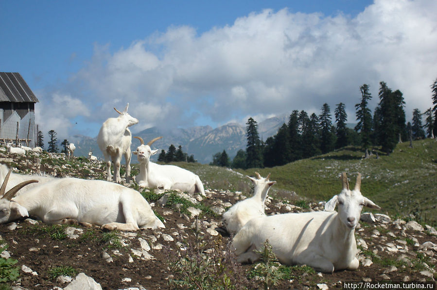 те самые козы Гагрский район, Абхазия