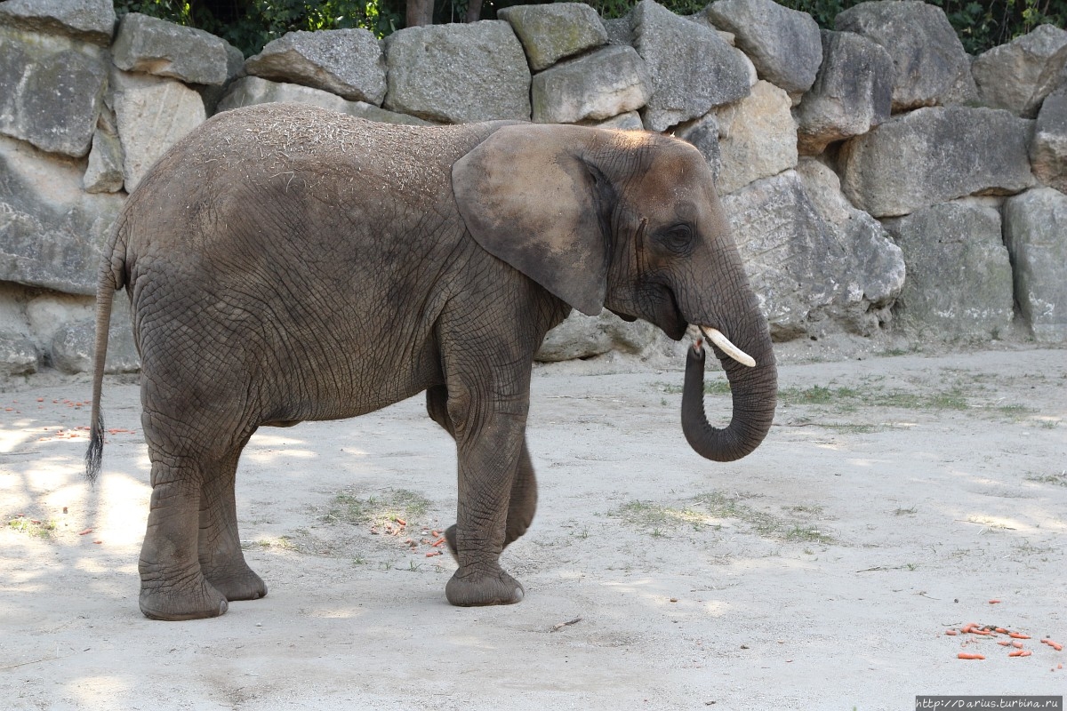 Вена 2019 — Зоопарк Вена, Австрия