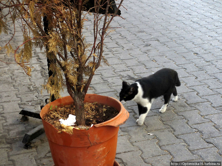 Коты и кошки Мармариса. И немного собак Мармарис, Турция