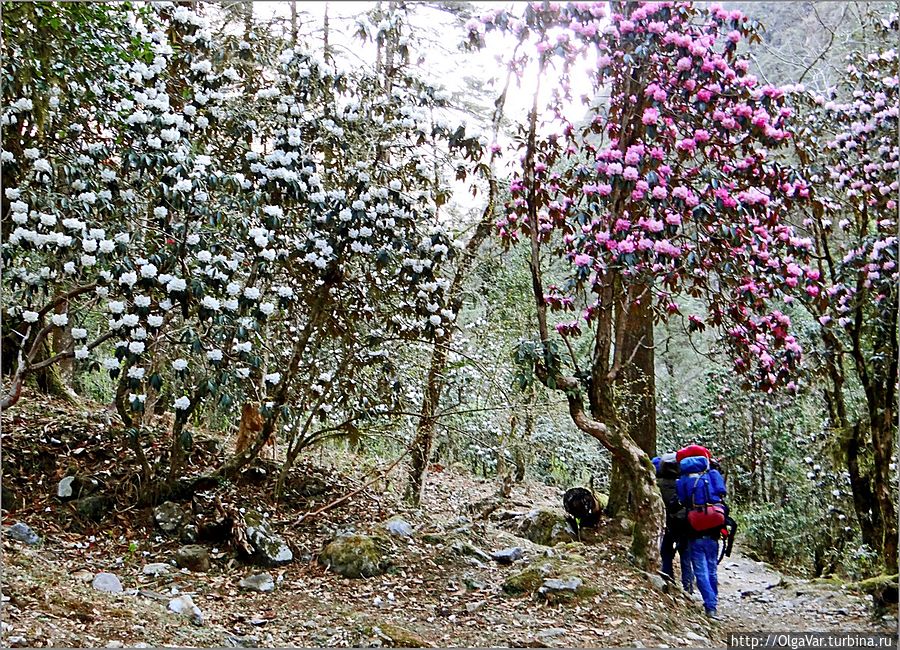 Сотни разноцветных шаров покрывали большие и маленькие деревья, от которых невозможно было оторвать взгляд. Непал