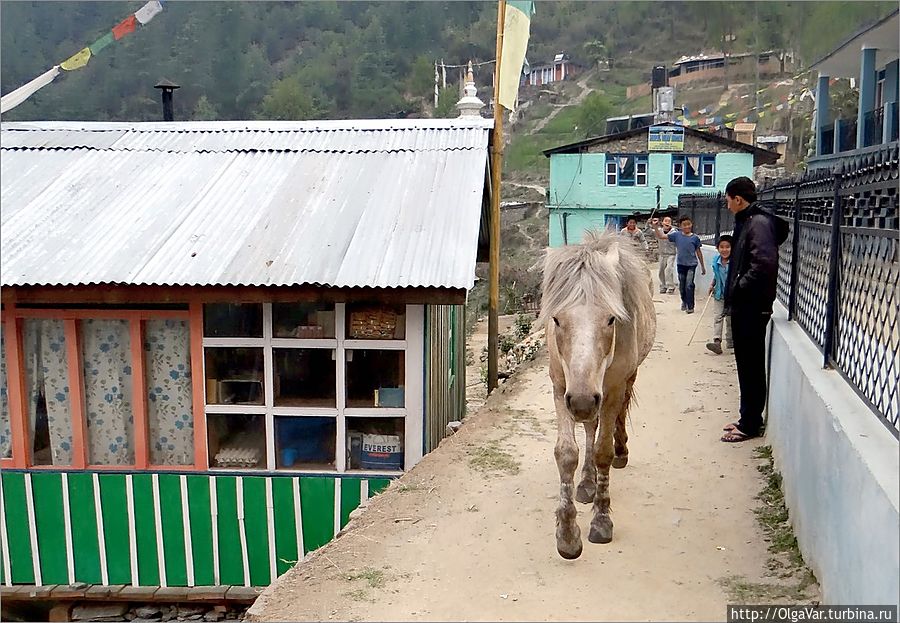 Гуляет сама по себе Лангтанг, Непал