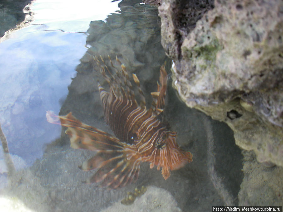 Крылатка (рыба-зебра или рыба-петух), одна из самых опасных рыб в Красном море Египет