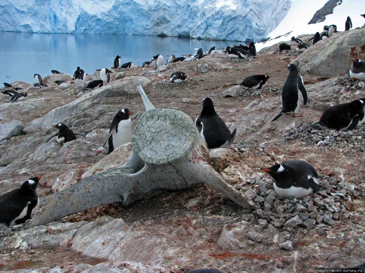 25 апреля — Всемирный день пингвинов (World Penguin Day) Антарктический полуостров, Антарктида