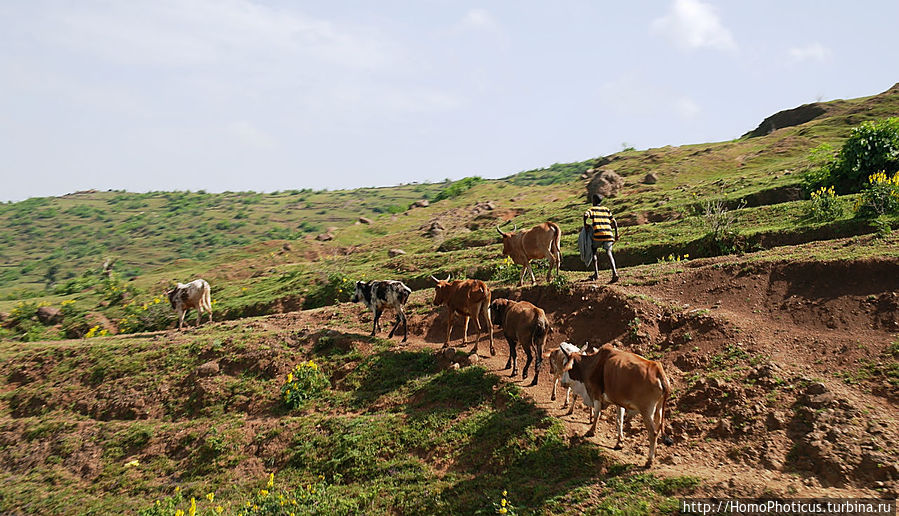 Эфиопская глубинка Регион Амхара, Эфиопия