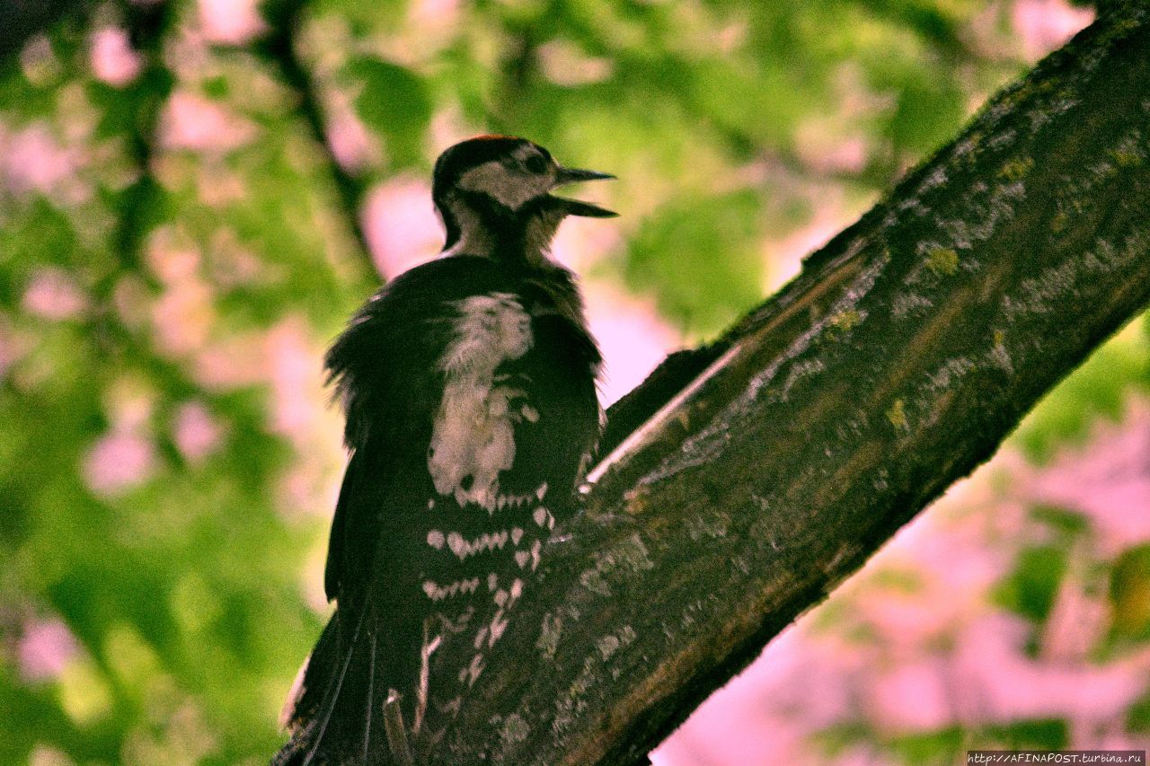 Дятел. Фиеста Москва и Московская область, Россия