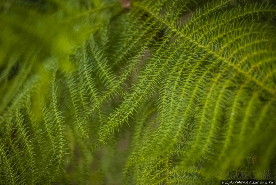 Под Рождество в Ботаническом саду Латвийского университета Рига, Латвия