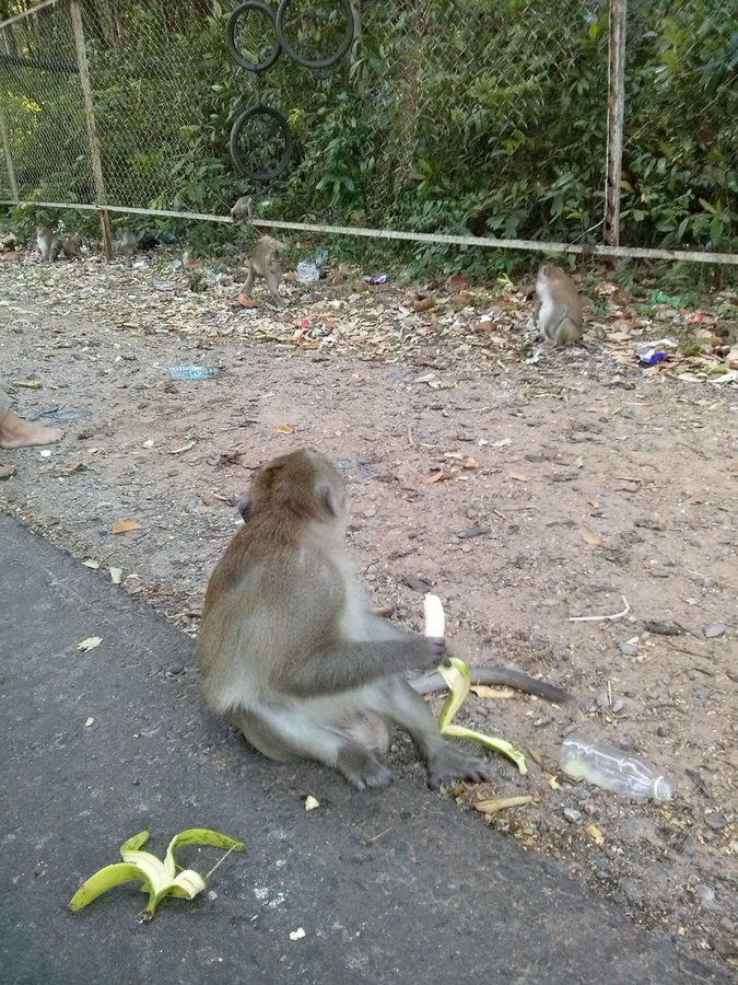 Сиануквиль. Камбоджа. Где много - много диких обезьян