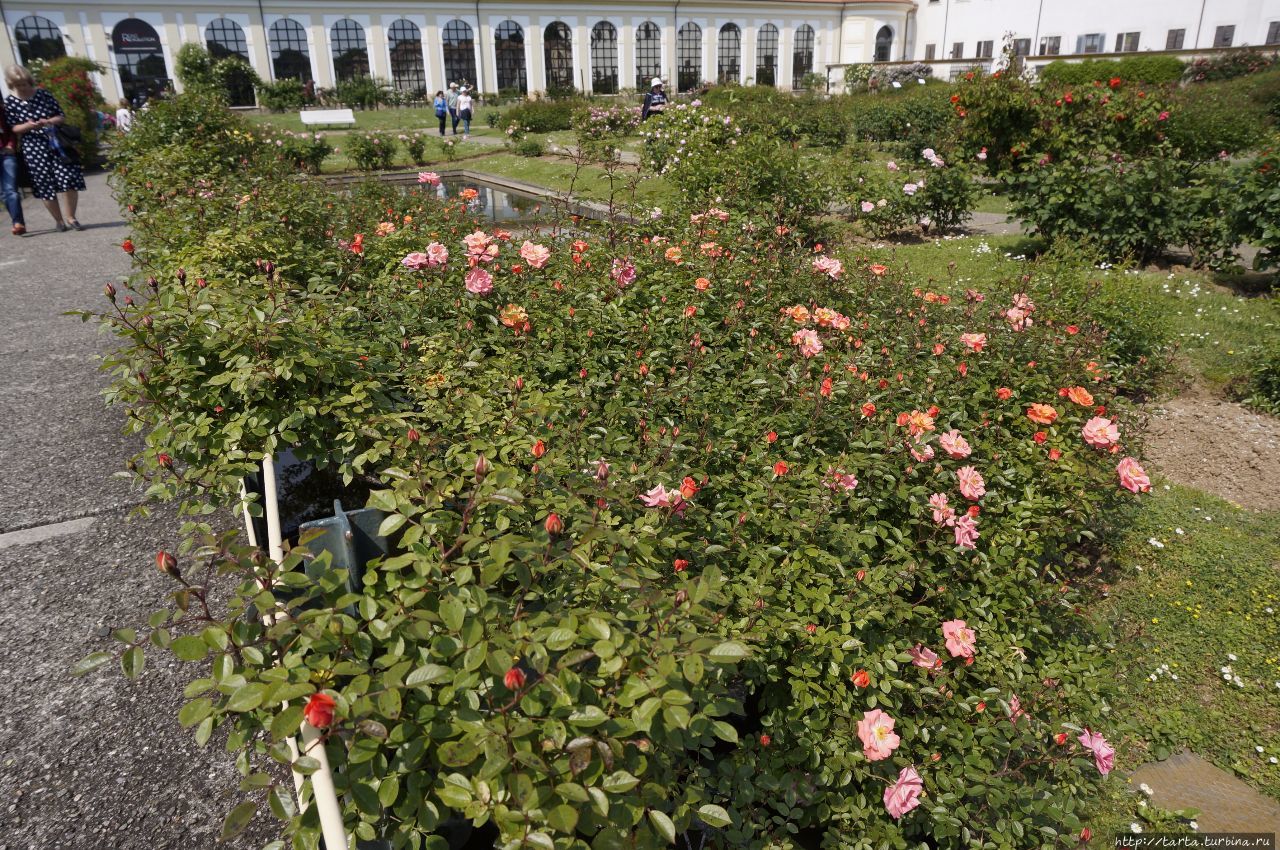 Розы, ставшие спасением для королевской виллы Монца, Италия