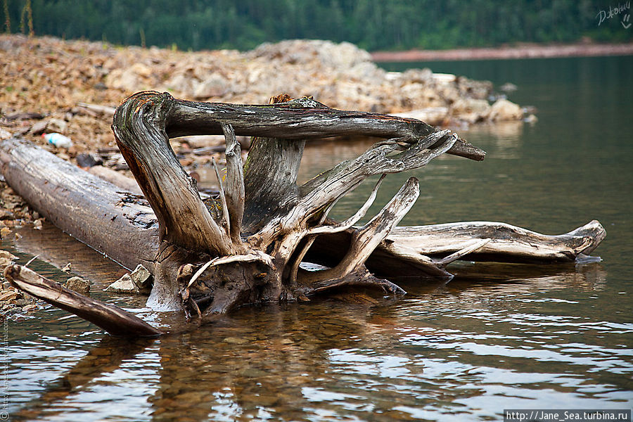 Отполированные деревянные кракозябры раскиданы по всему берегу Дивногорск, Россия