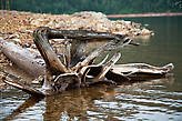 Отполированные деревянные кракозябры раскиданы по всему берегу