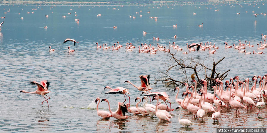 Фламинго на озере Богория Кения