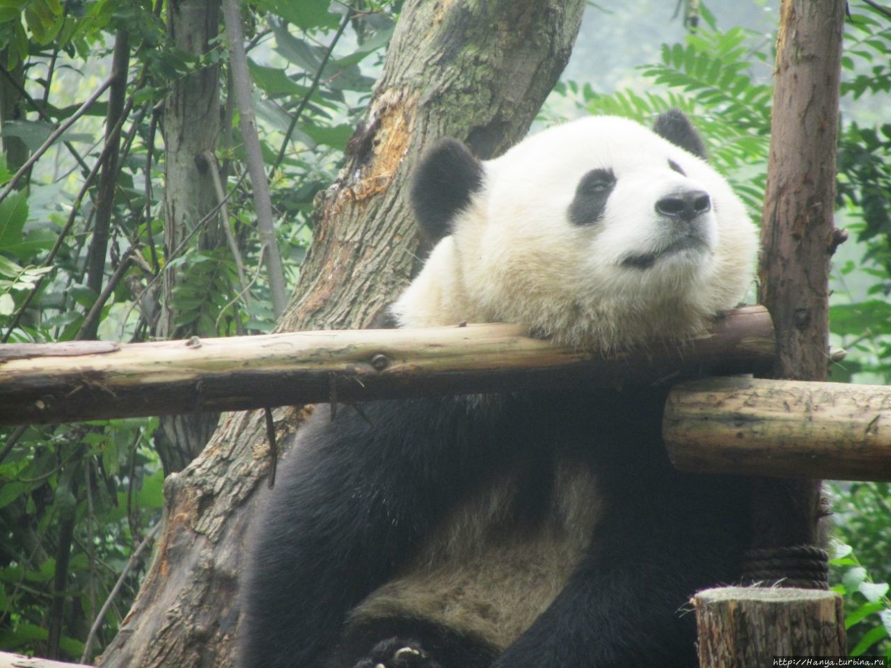 Центр изучения и разведения большой панды Чэнду, Китай