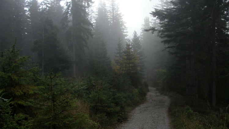 Туман в лесу затекает в н