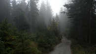 Туман в лесу затекает в ноздри
Из этой тишины не хочется уходить