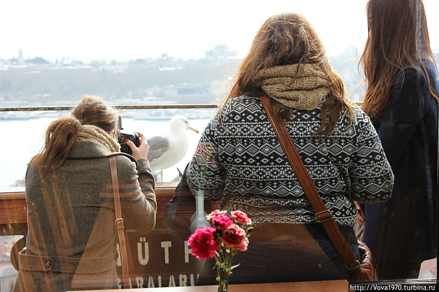 Туристы, очарованные чайками Галаты. Стамбул, Турция