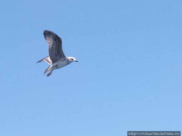 Морская рыбалка в Алуште Алушта, Россия