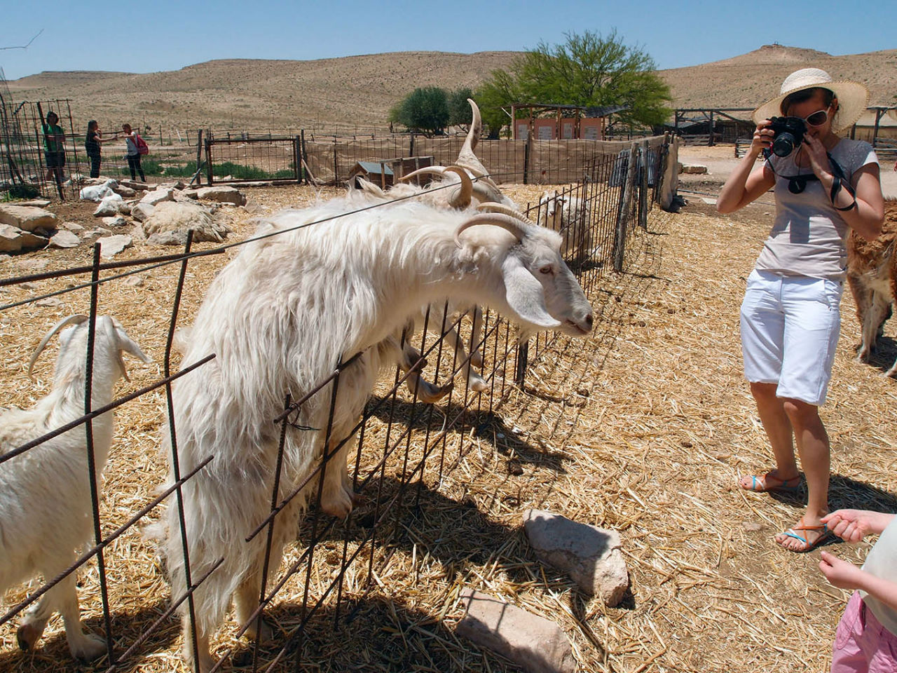 Ферма лам и альпак Мицпе-Рамон, Израиль