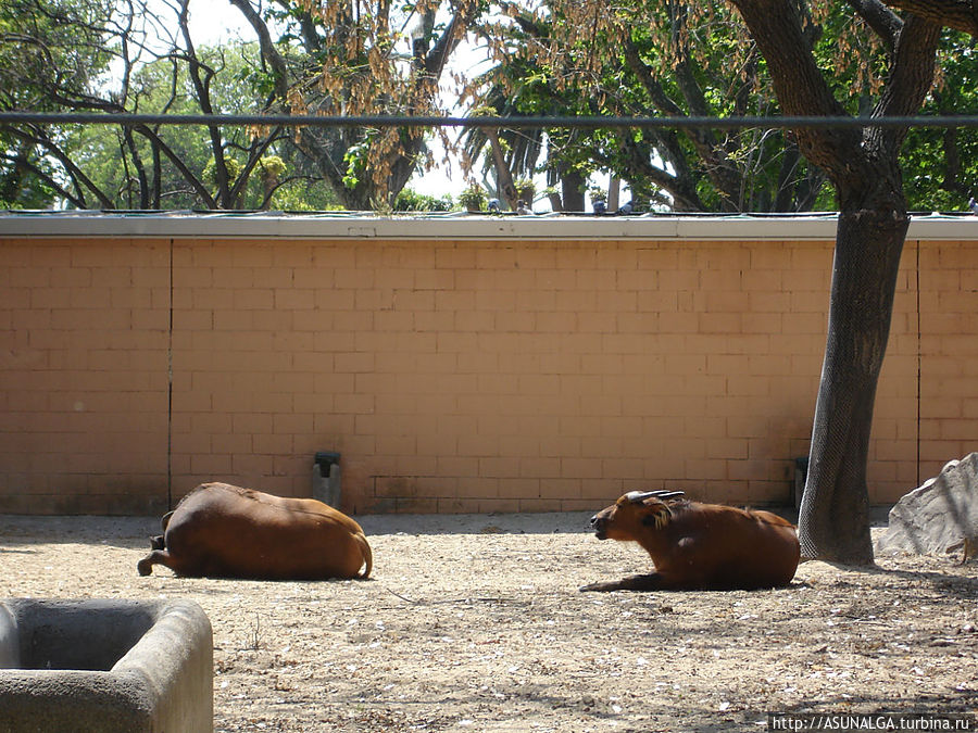 Зоопарк в Барселоне (Barcelona Zoo) находится практически в центре города. Это одно из популярных и наиболее часто посещаемых мест в Барселоне. Замечательный вариант отдыха для всей семьи. Здесь содержится около 8000 животных и более 400 видов со всех континентов земного шара. К радости и детей, и взрослых, в зоопарке представлены веселые и игривые детеныши диких кошек... Барселона, Испания