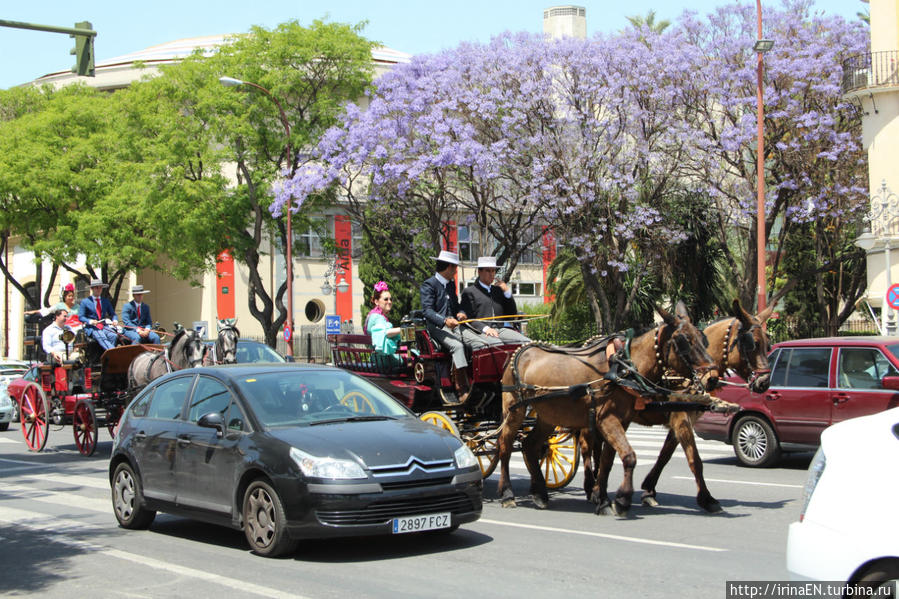 Жакаранда. Сиреневая весна Михас, Испания