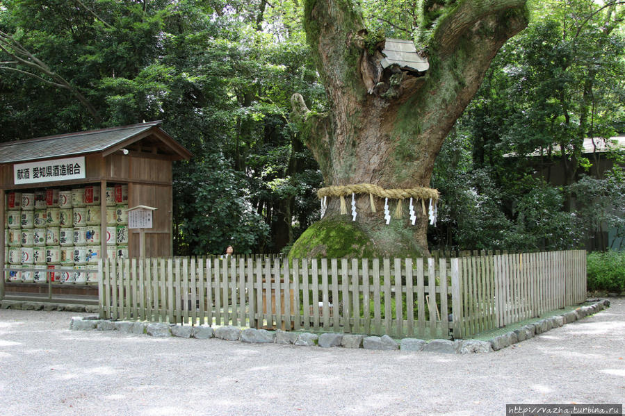 Древнее дерево Нагоя, Япония