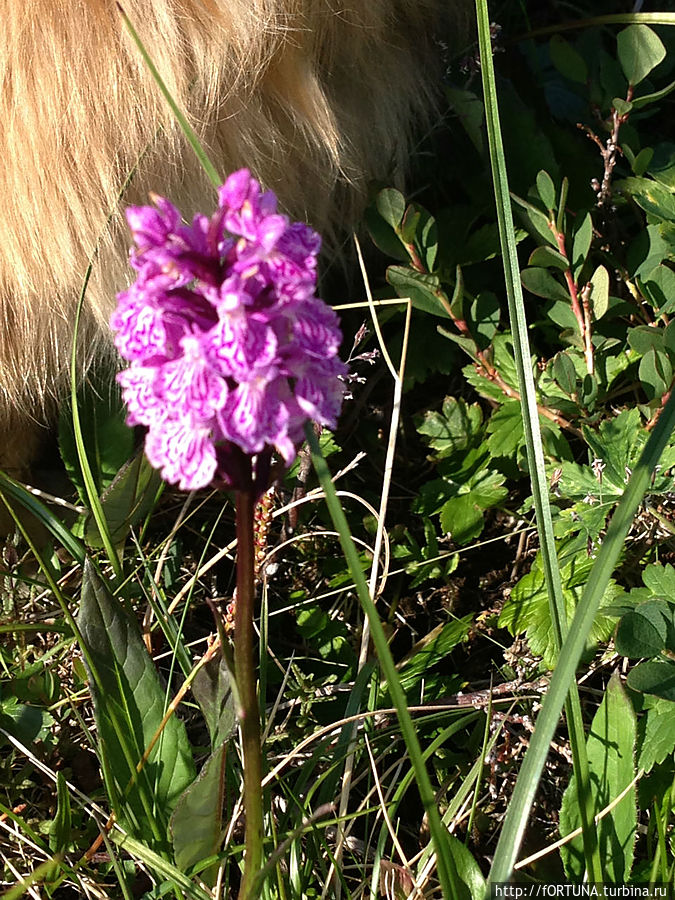 Северная орхидея-Ятрышник пятнистый Териберка, Россия