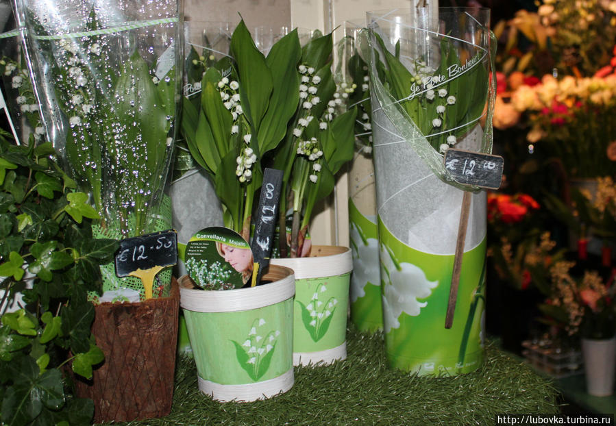 Ландыш  (Convallaria majalis) Франция