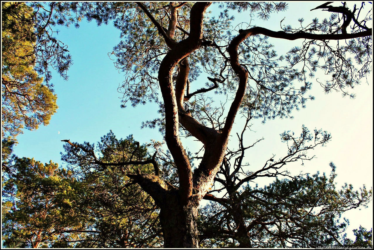 Весна идёт, весне дорогу Сосновый Бор, Россия