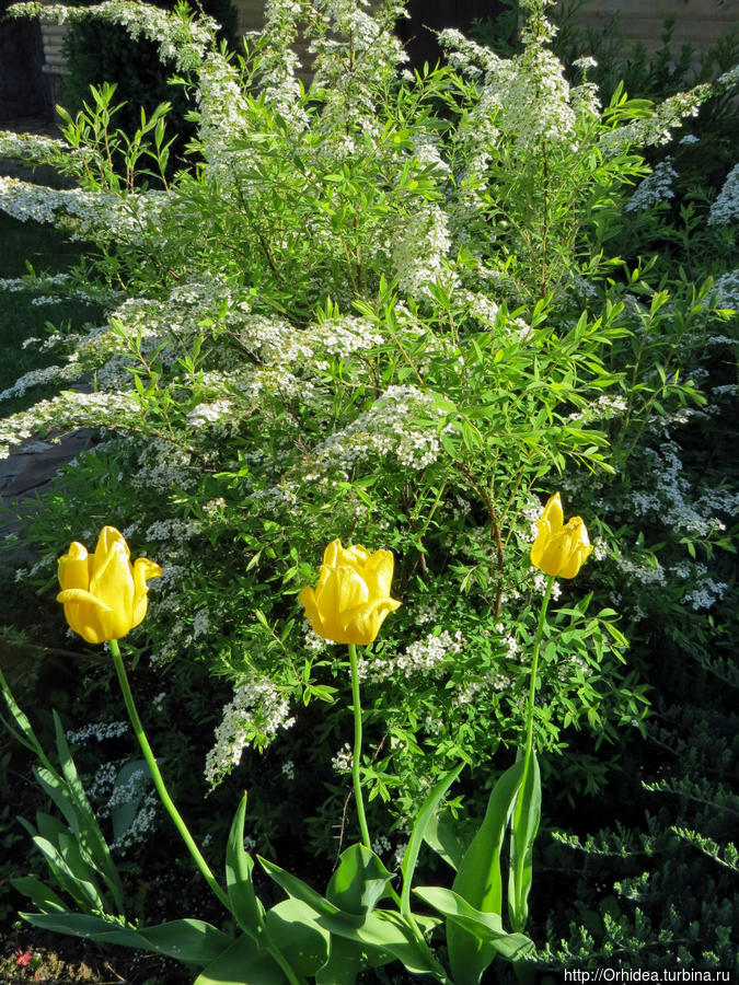 Прошла весна, приходит лето... спасибо Харьков, Украина